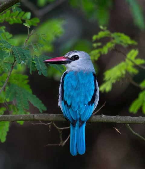 Akagera National Park