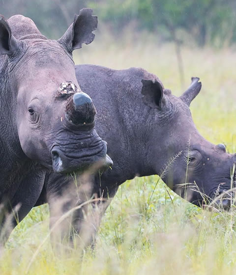 Akagera National Park