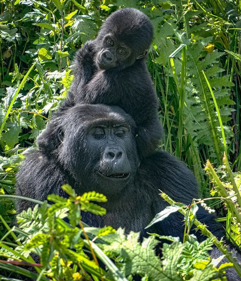 bwindi impenetrable forest