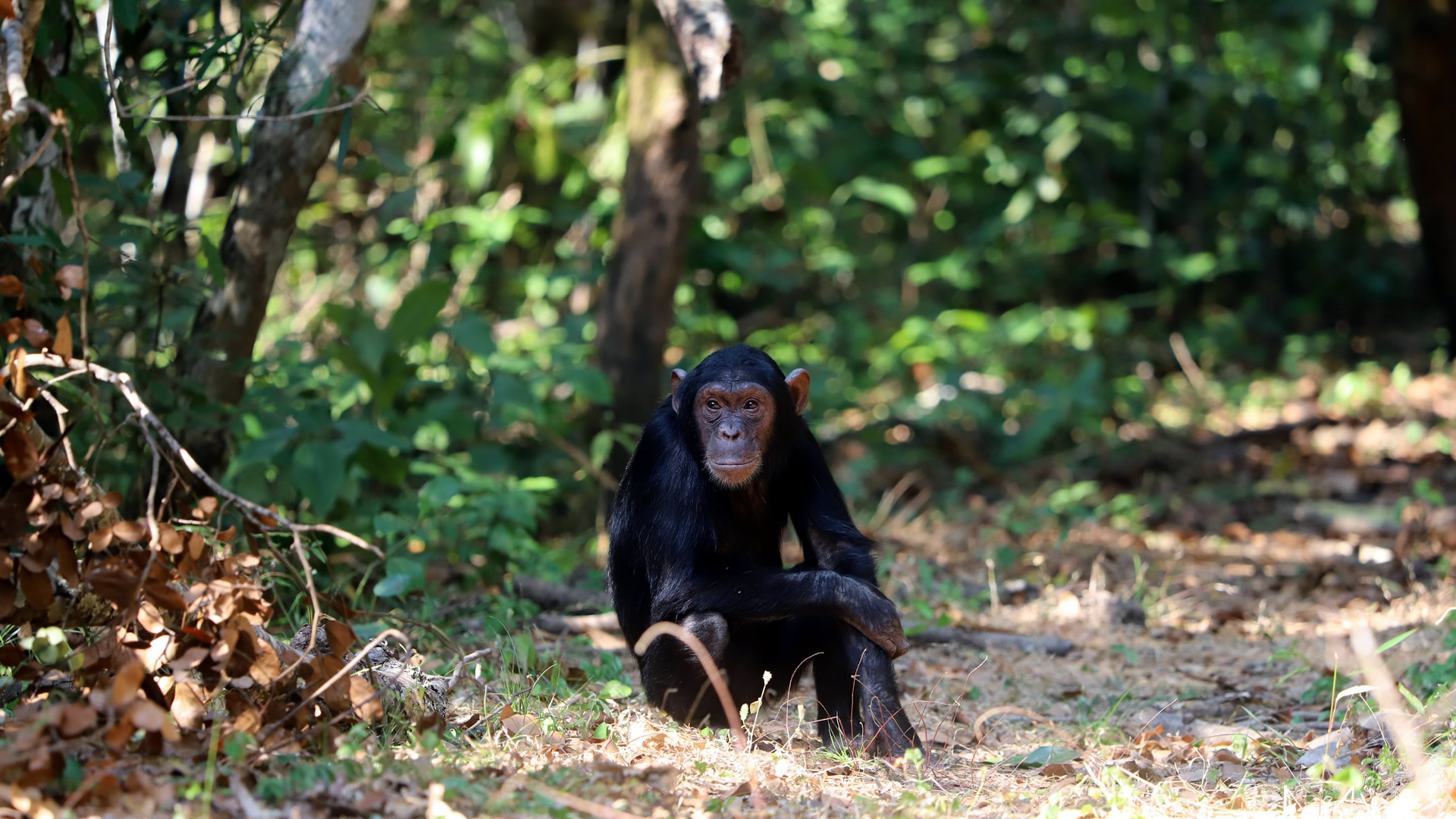 gombe national park