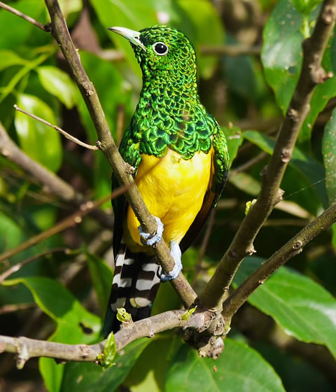 Kibale National Park