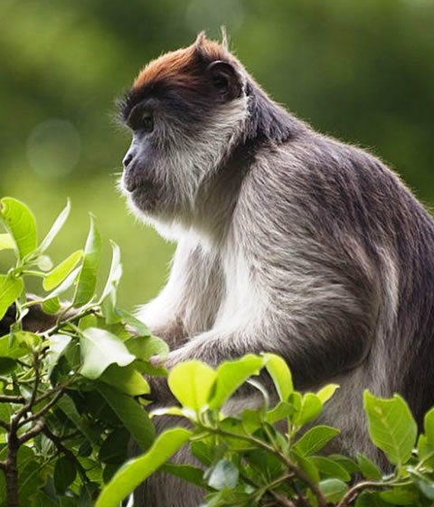 Kibale National Park