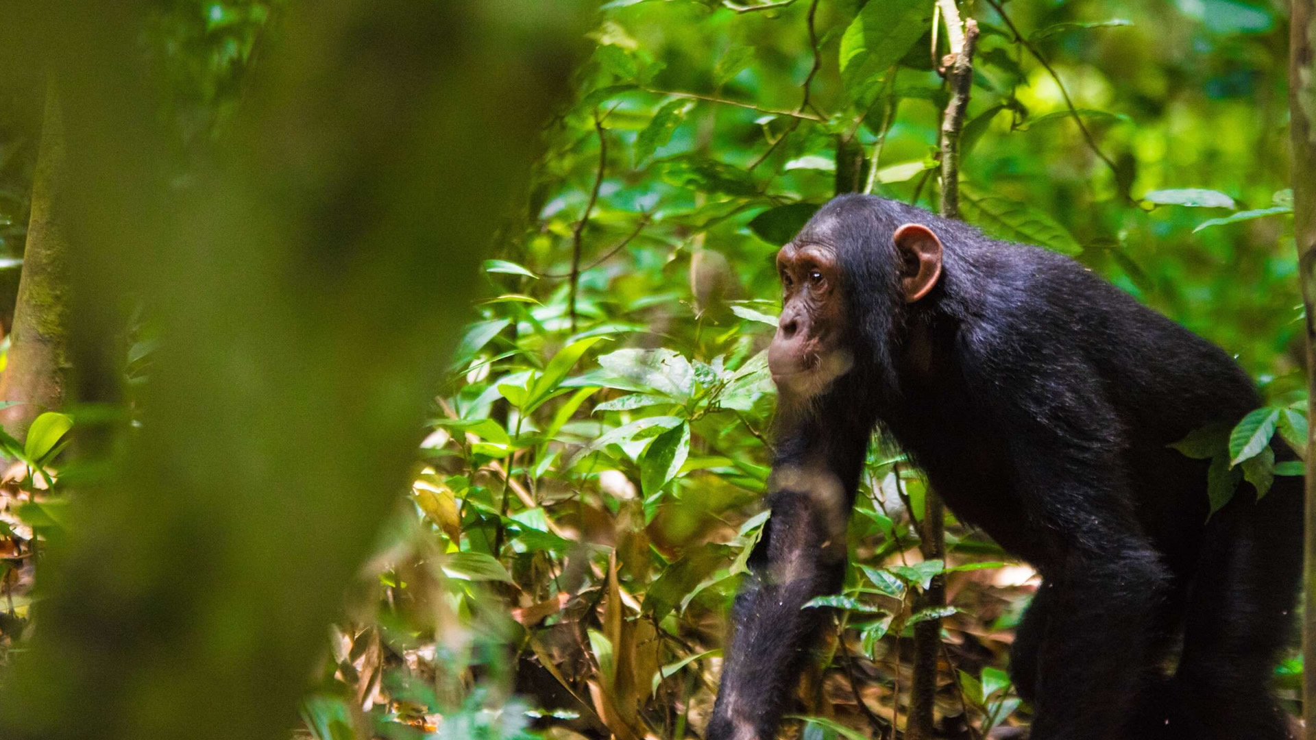 kibale national park