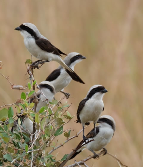 Kidepo Valley National Park