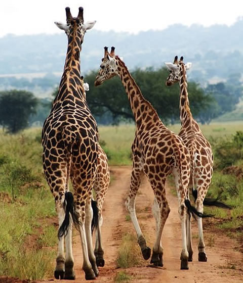Kidepo Valley National Park