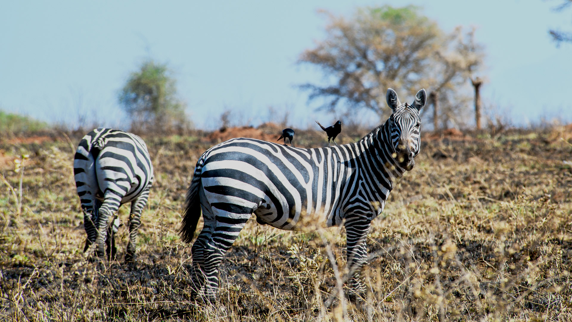 kidepo valley national park