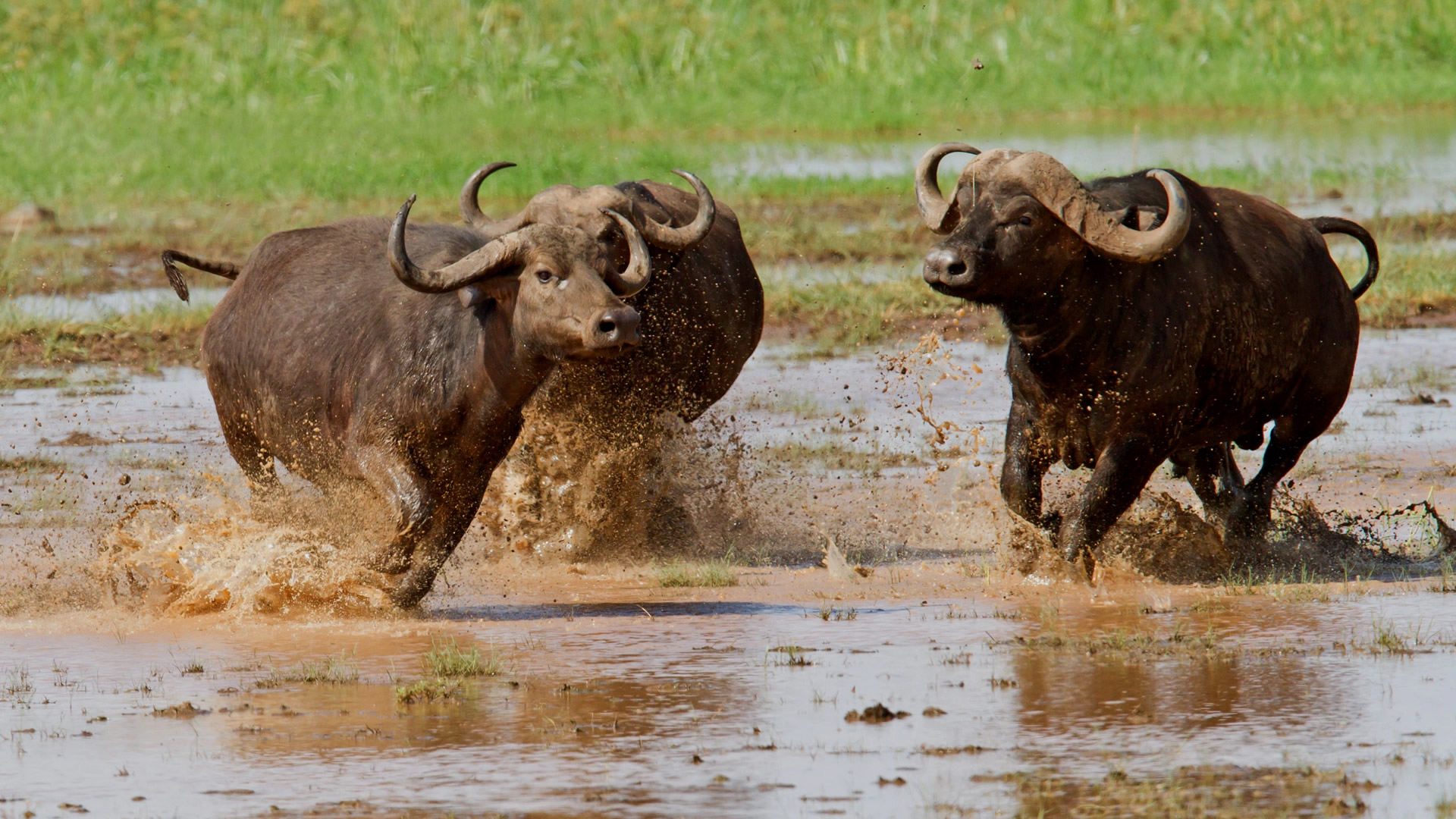 lake manyara national park