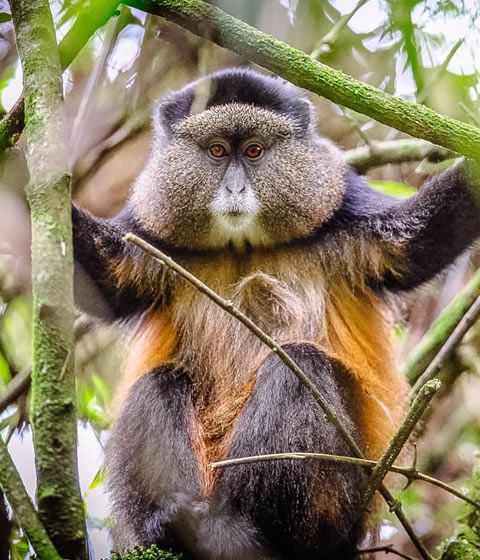 Mgahinga Gorilla National Park