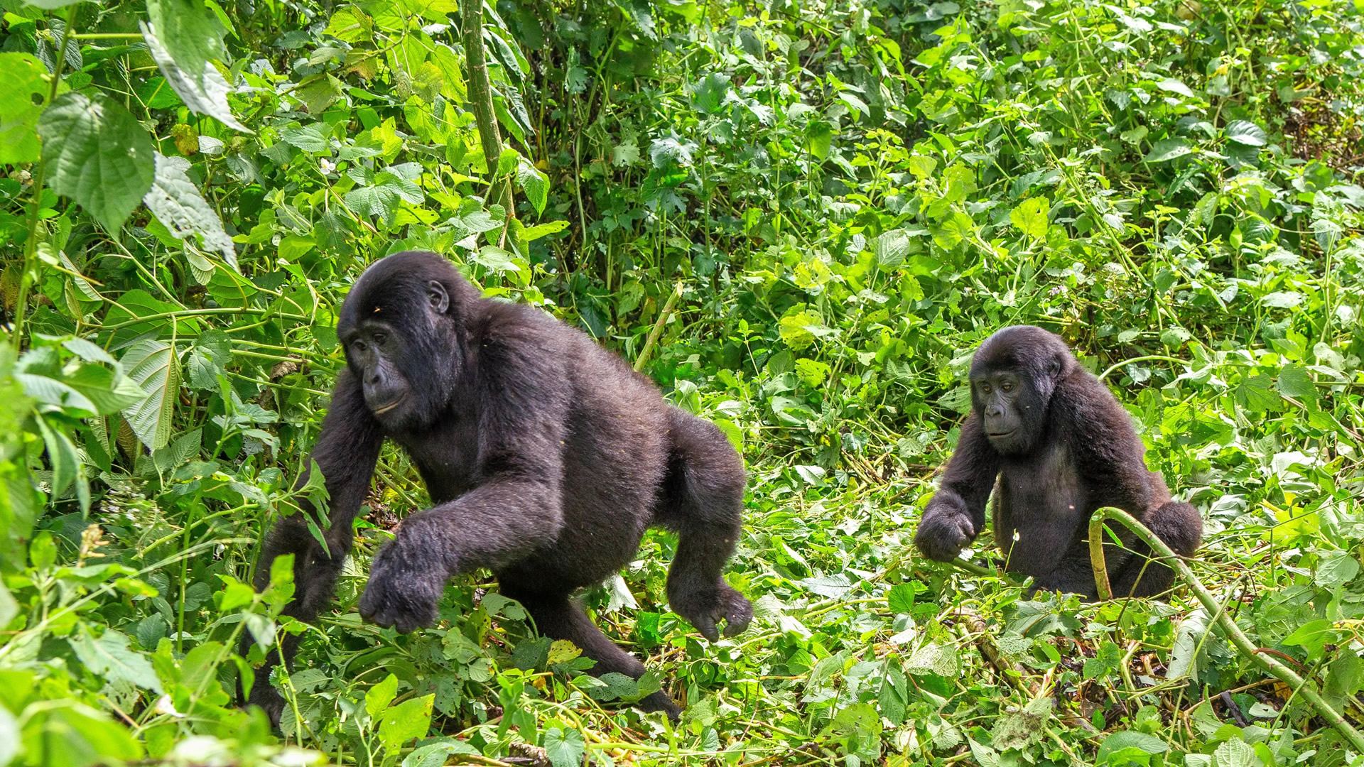 mgahinga gorilla national park