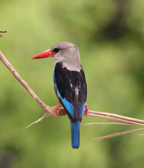 Murchison Falls National Park