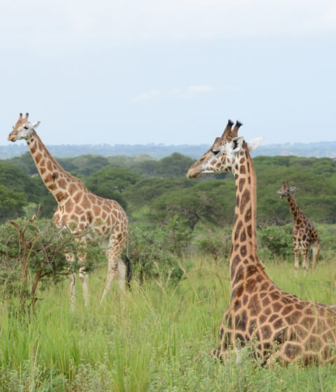 Murchison Falls National Park