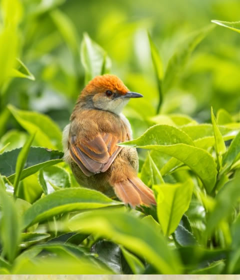 Nyungwe National Park