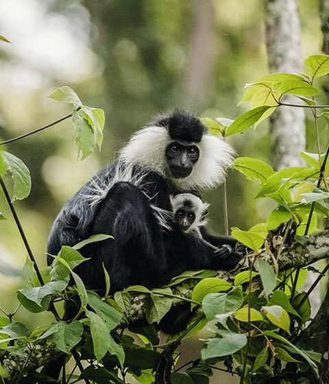 Nyungwe National Park