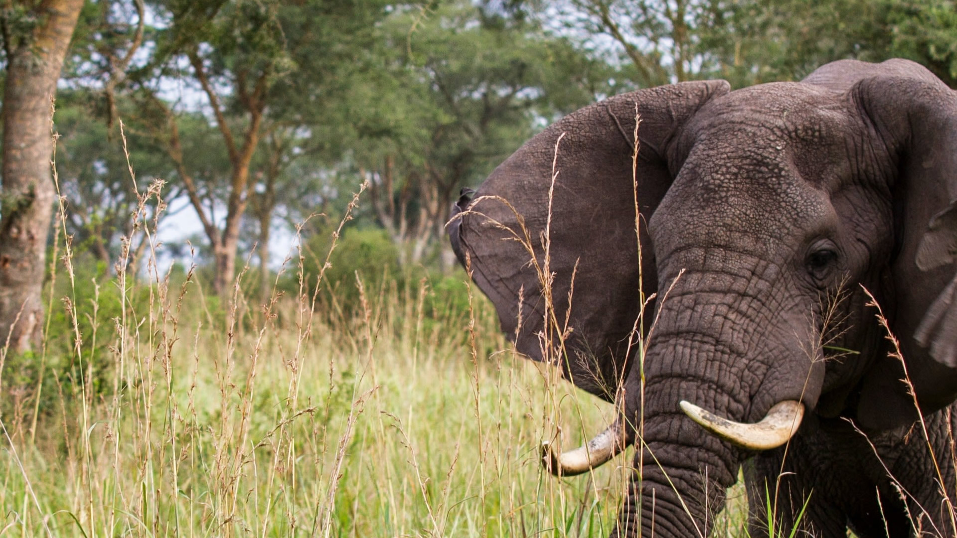 queen elizabeth national park