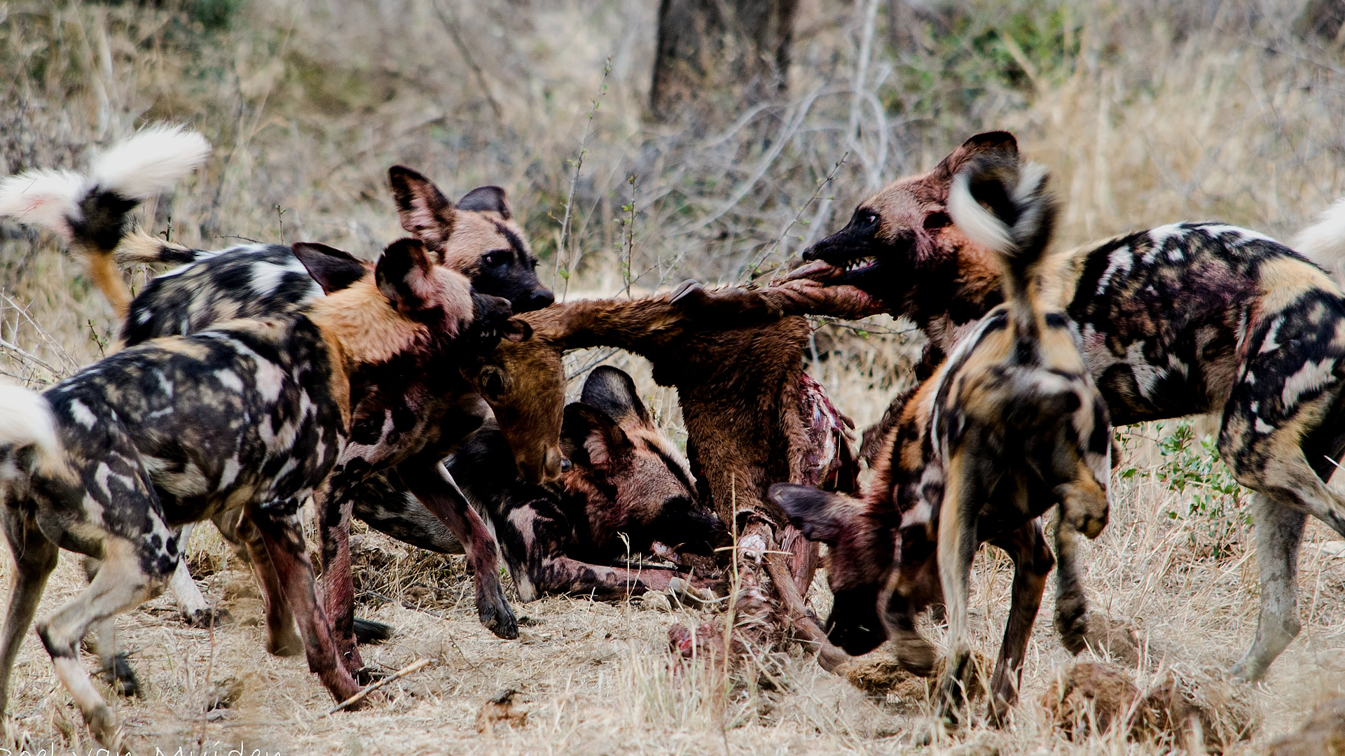 ruaha national park