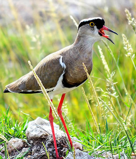 Semuliki National Park