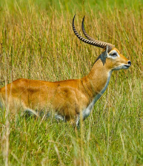 Semuliki National Park