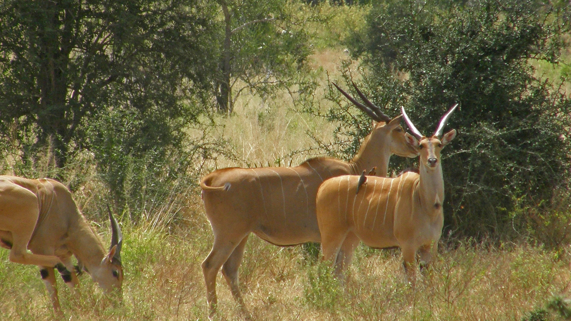 tarangire national park