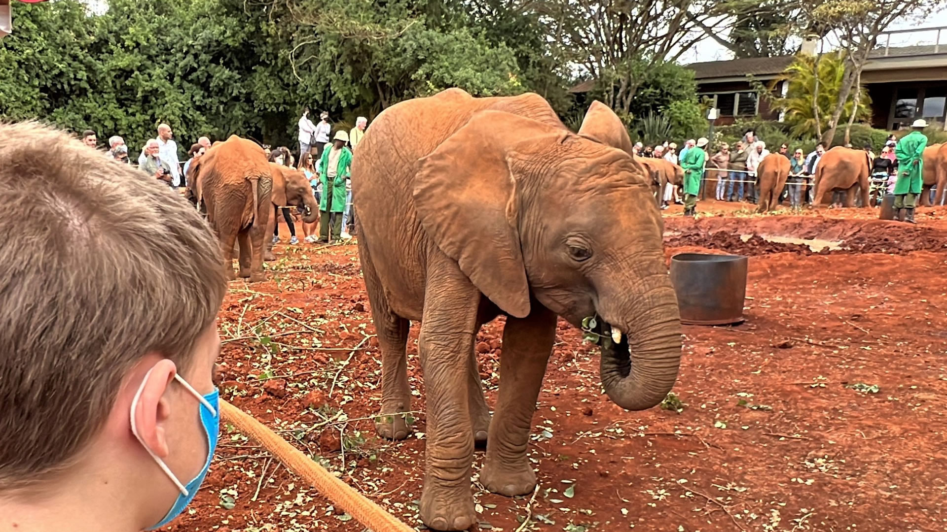 Daphne Shedrick's elephant orphanage + Giraffe Center
