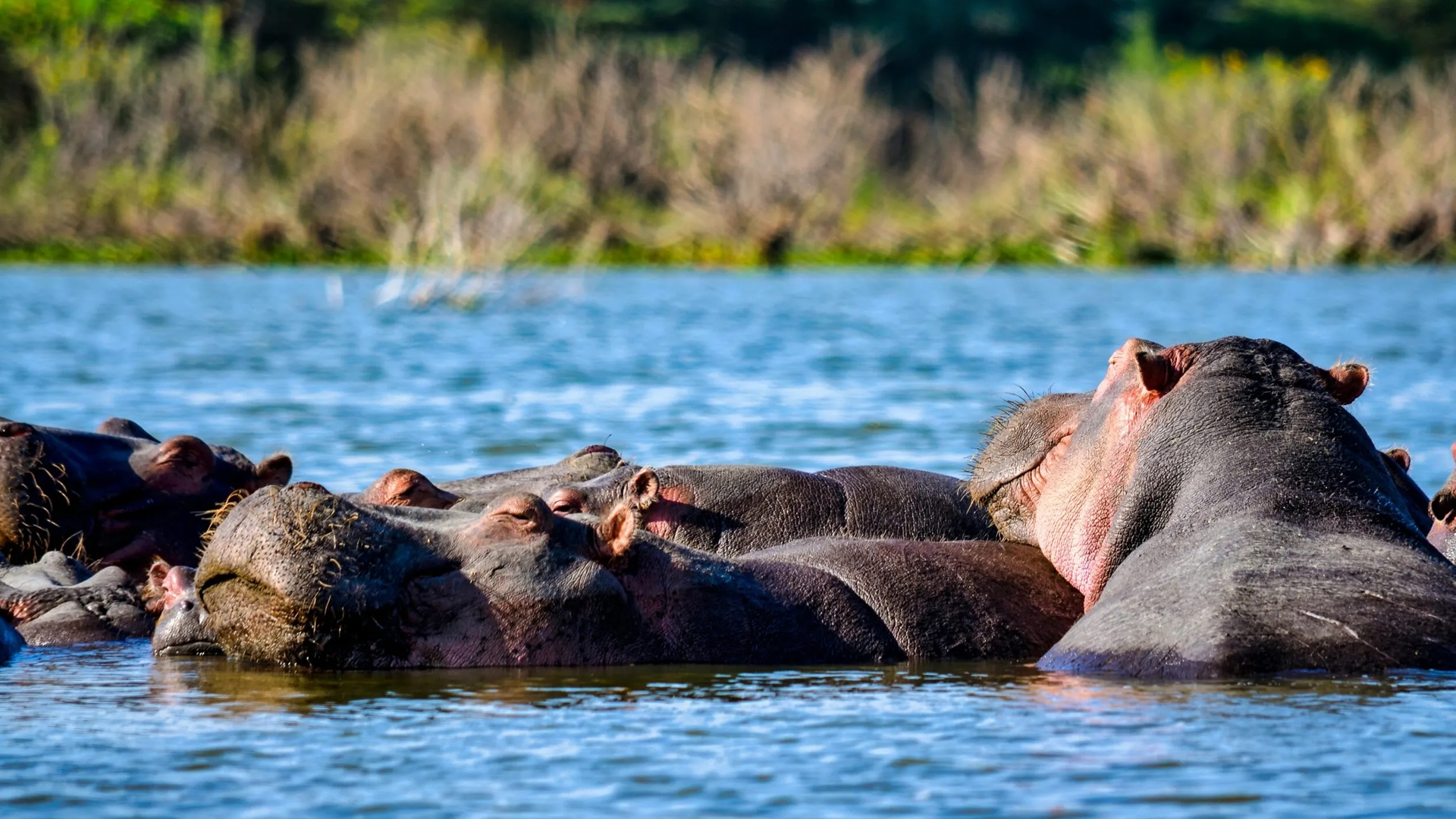 Daytrip to Lake Nakuru National Park