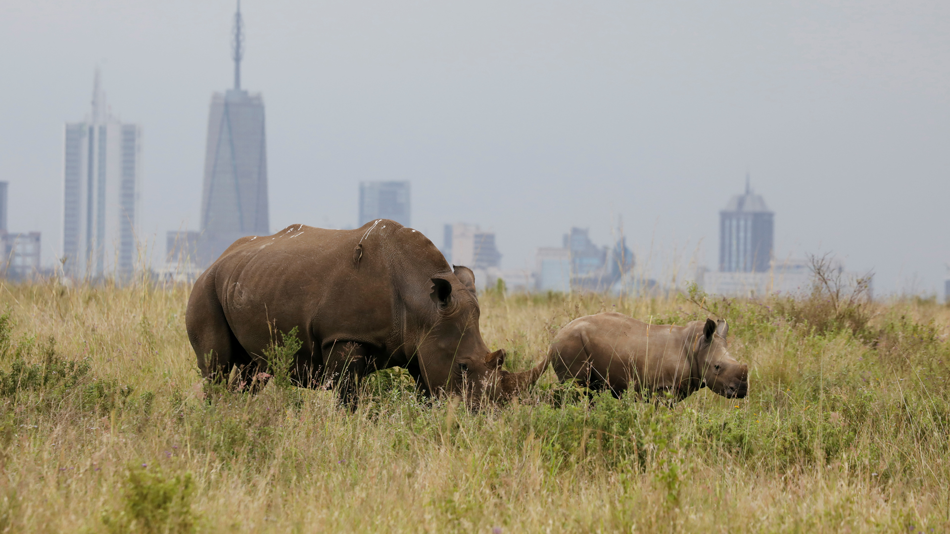 Nairobi National park, Shedrick's Elephant Orphanage + Giraffe Center