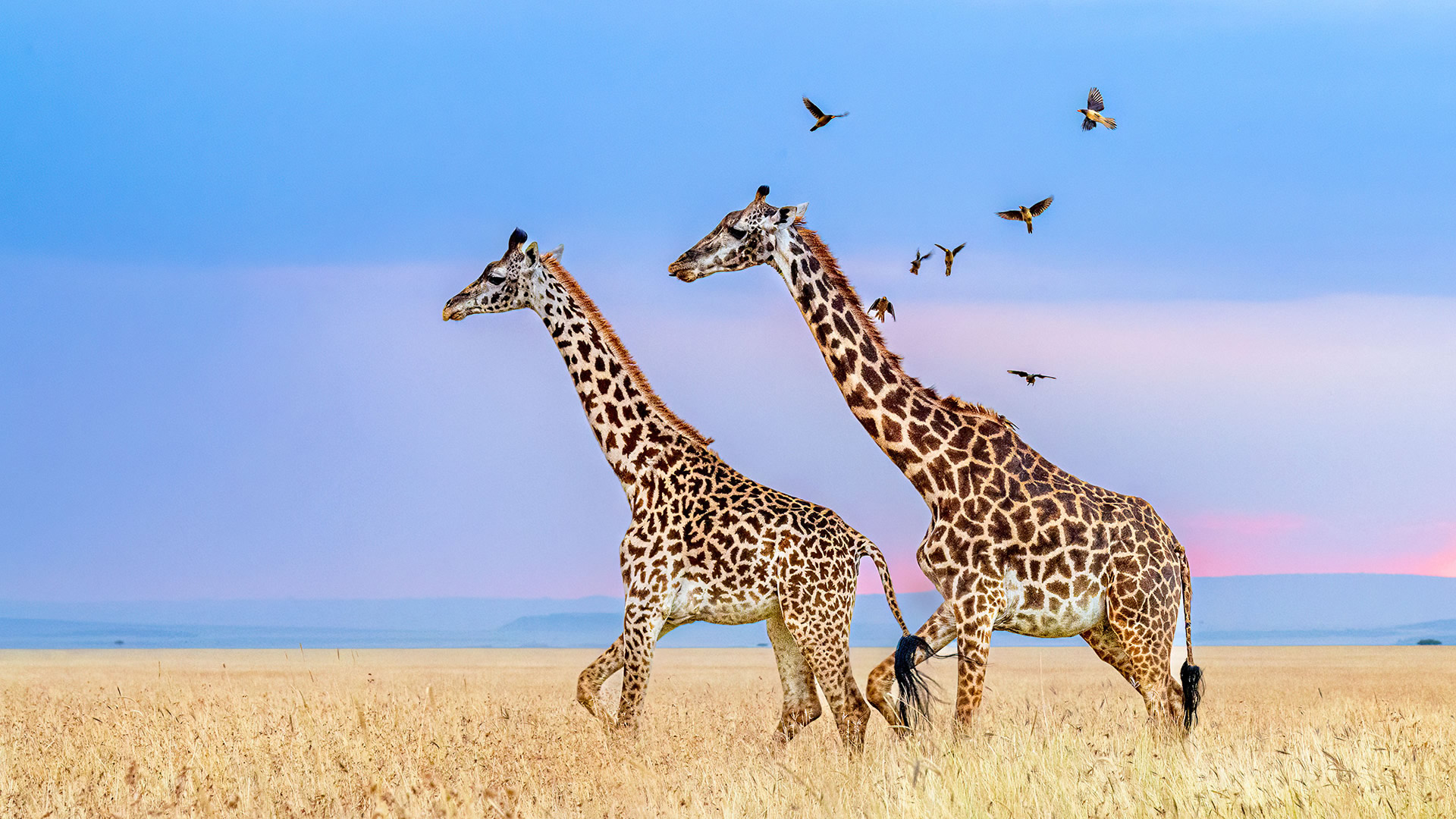 11 days acacia dream safari