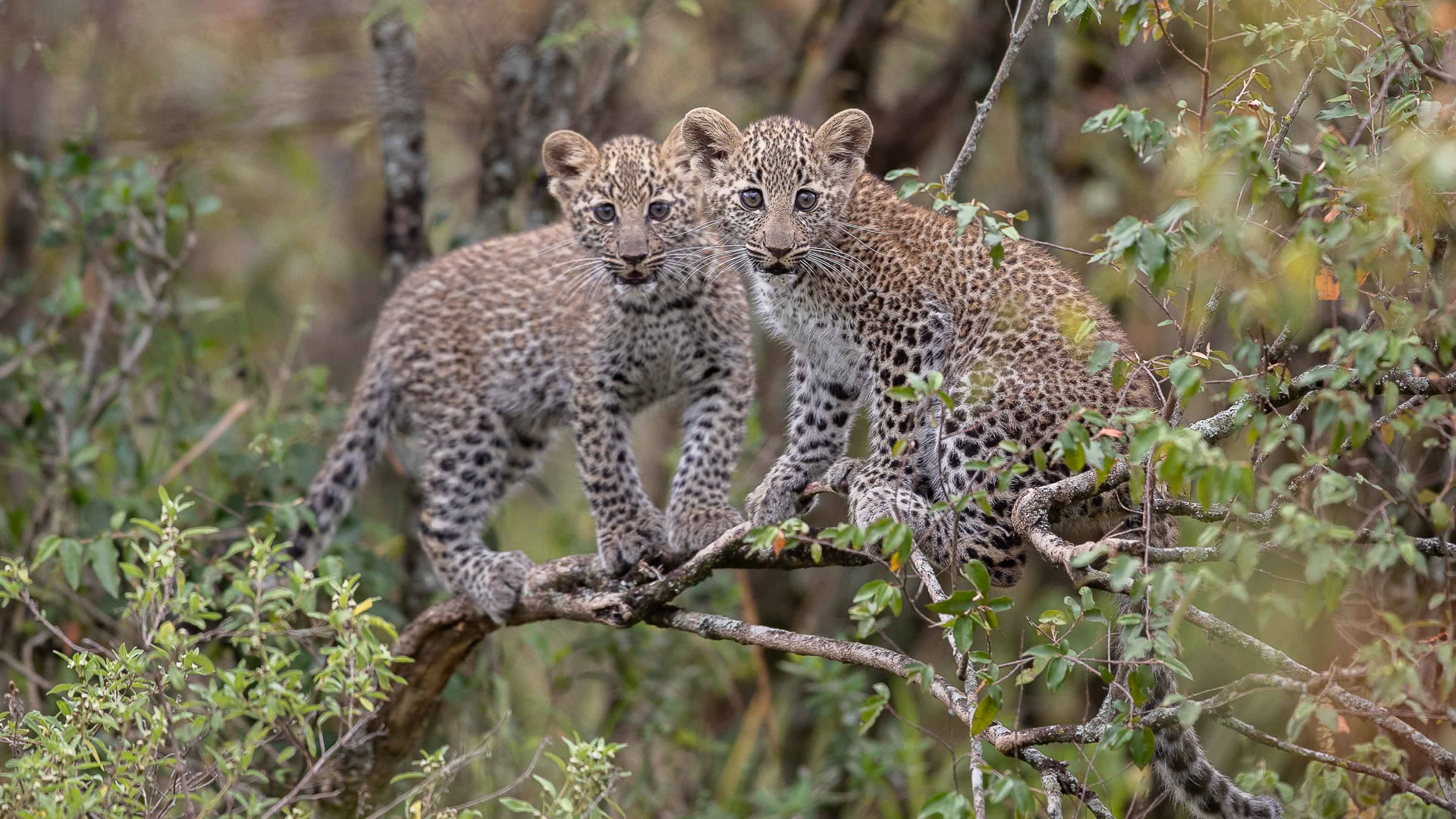 9 days kenya family safari